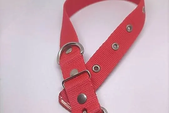Obroża dla psa 25mm/65cm, Lubuskie, Gorzów Wielkopolski
