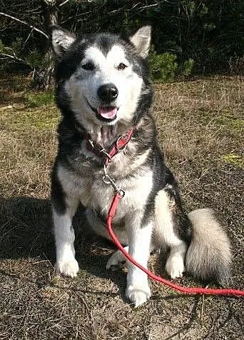 Teegusia kochana, łagodna suczka alaskan malamute