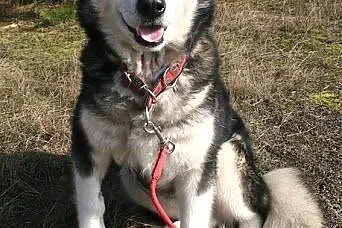 Teegusia kochana, łagodna suczka alaskan malamute 