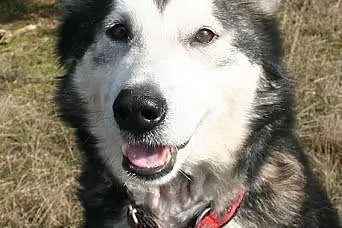 Teegusia kochana, łagodna suczka alaskan malamute 
