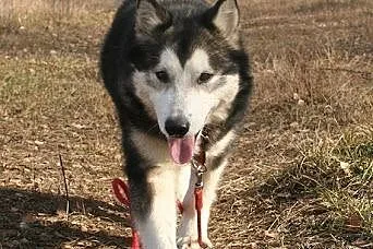 Teegusia kochana, łagodna suczka alaskan malamute 