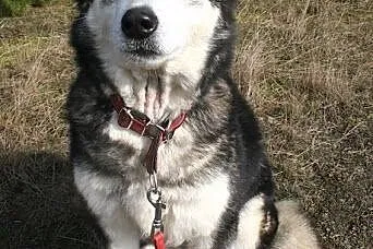 Teegusia kochana, łagodna suczka alaskan malamute 