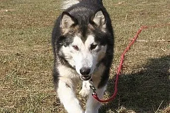 Teegusia kochana, łagodna suczka alaskan malamute 