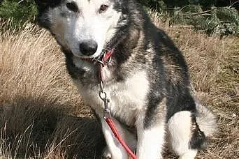 Teegusia kochana, łagodna suczka alaskan malamute 