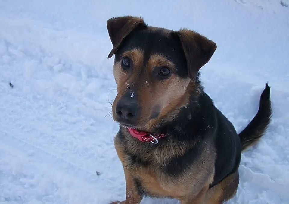 Max - młodzieniec do adopcji !