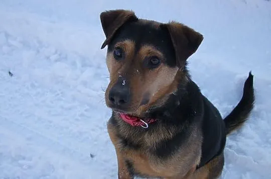Max - młodzieniec do adopcji !