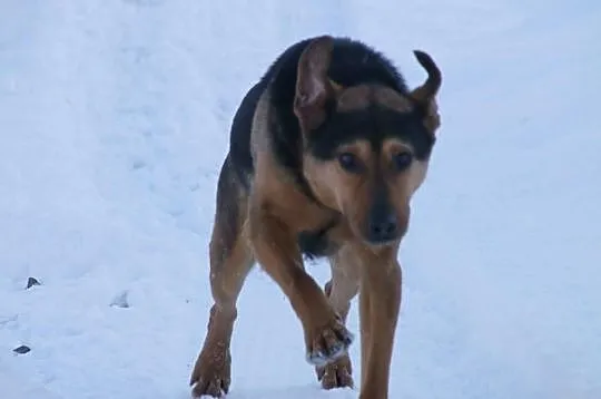 Max - młodzieniec do adopcji !