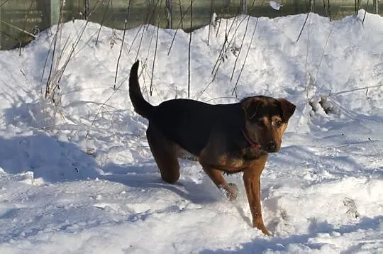 Max - młodzieniec do adopcji !