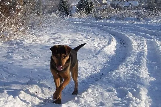 Max - młodzieniec do adopcji !