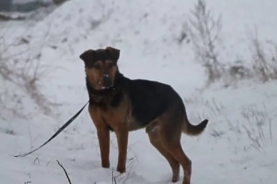 Max - młodzieniec do adopcji !