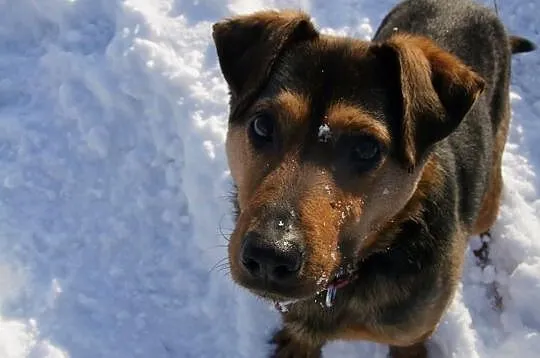 Max - młodzieniec do adopcji !