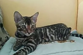 Koty Bengalskie kot bengalski miot C FPL Felis Polonia