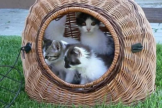 4 kotki czekają na dom:)
