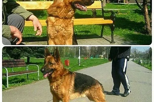 Prawdziwy OWCZAREK NIEMIECKI, piękność szuka domu!