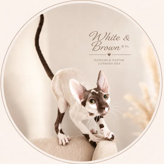 Cornish Rex – kocurek arlekin | gotowy do odbioru | rodowód FPL, , Słupsk