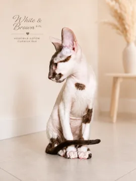 Cornish Rex – kocurek arlekin | gotowy do odbioru | rodowód FPL, , Słupsk