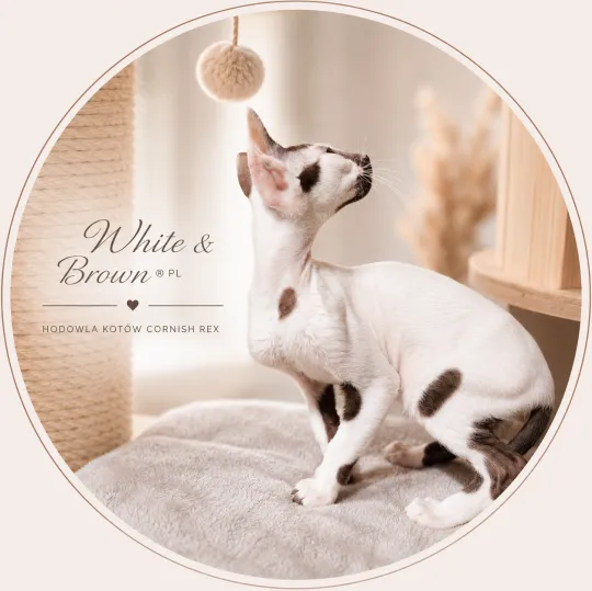 Cornish Rex – kocurek arlekin | gotowy do odbioru | rodowód FPL