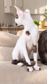 Cornish Rex – kocurek arlekin | gotowy do odbioru | rodowód FPL, , Słupsk