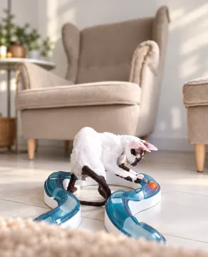 Cornish Rex – kocurek arlekin | gotowy do odbioru | rodowód FPL, , Słupsk