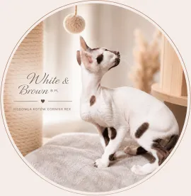 Cornish Rex – kocurek arlekin | gotowy do odbioru | rodowód FPL