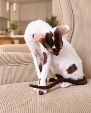 Cornish Rex – kocurek arlekin | gotowy do odbioru | rodowód FPL, , Słupsk