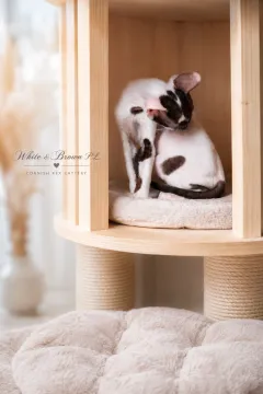 Cornish Rex – kocurek arlekin | gotowy do odbioru | rodowód FPL, , Słupsk