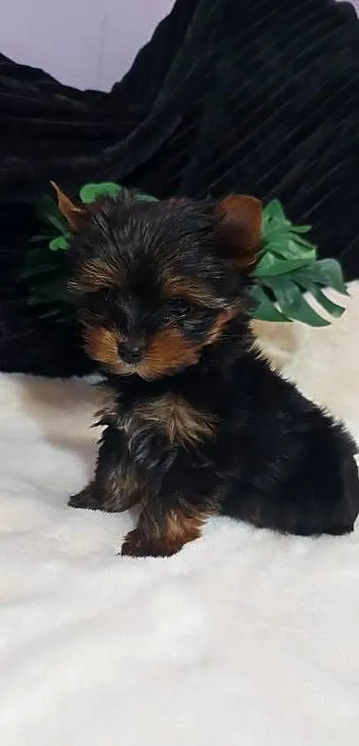 Malutka suczka yorkshire terrier, Dolnośląskie, Brzeg Dolny