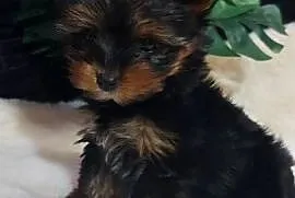 Malutka suczka yorkshire terrier