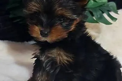 Malutka suczka yorkshire terrier, Dolnośląskie, Brzeg Dolny