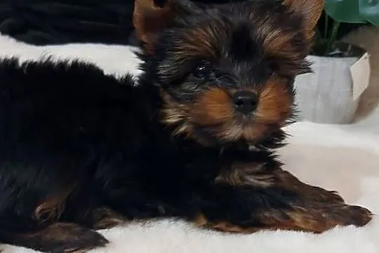 Malutka suczka yorkshire terrier, Dolnośląskie, Brzeg Dolny