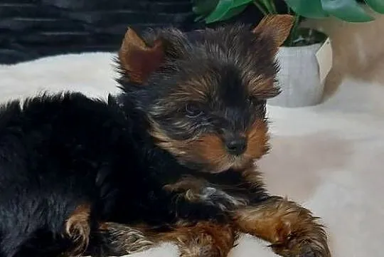 Malutka suczka yorkshire terrier, Dolnośląskie, Brzeg Dolny