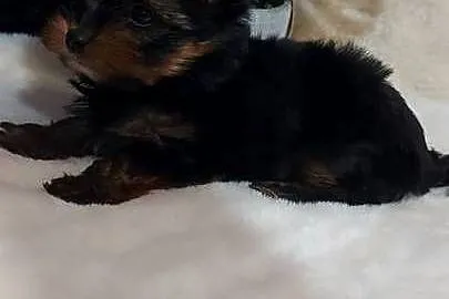 Malutka suczka yorkshire terrier, Dolnośląskie, Brzeg Dolny