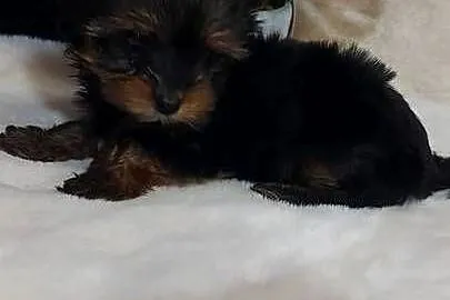 Malutka suczka yorkshire terrier, Dolnośląskie, Brzeg Dolny