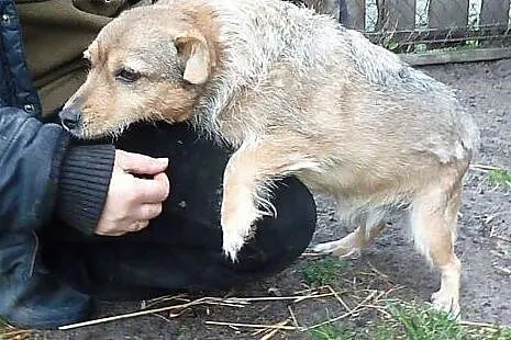 Frytka, niewielka, nieśmiała sunia do pokochania!,