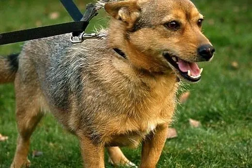 Frytka, niewielka, nieśmiała sunia do pokochania!,