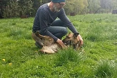 Saba-pręgowana suczka szuka domu!,  dolnośląskie J