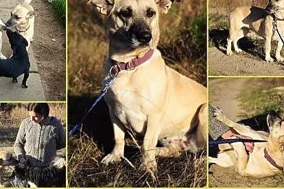 FIONA-kochana psina czeka na Twoja milosc,  mazowi