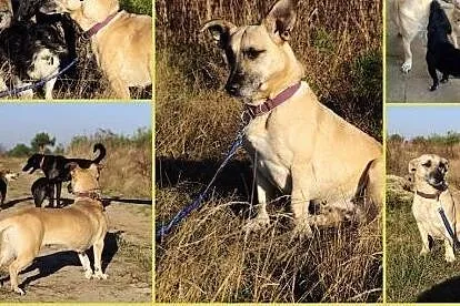 FIONA-kochana psina czeka na Twoja milosc,  mazowi