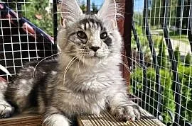 Srebrzysty mruczący kocurek Maine Coon