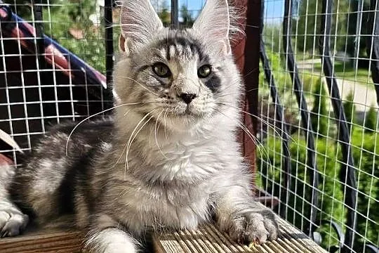 Srebrzysty mruczący kocurek Maine Coon