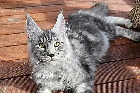 Srebrzysty mruczący kocurek Maine Coon, Pomorskie, Gdańsk