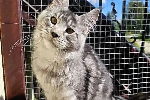 Srebrzysty mruczący kocurek Maine Coon, Pomorskie, Gdańsk