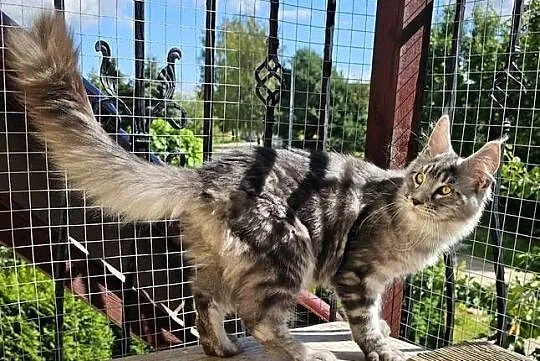 Srebrzysty mruczący kocurek Maine Coon, Pomorskie, Gdańsk