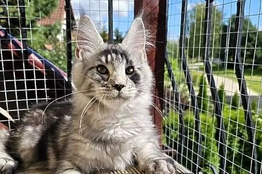 Srebrzysty mruczący kocurek Maine Coon, Pomorskie, Gdańsk