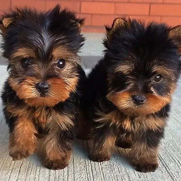 York szczeniaki , yorkshire terrier FCI, Wielkopolskie, Poznań