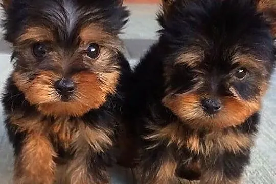 York szczeniaki , yorkshire terrier FCI, Wielkopolskie, Poznań