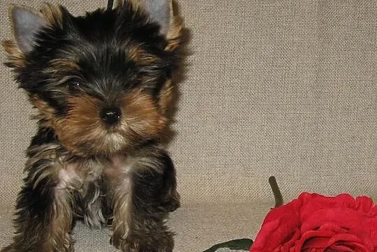 York szczeniaki , yorkshire terrier FCI, Wielkopolskie, Poznań
