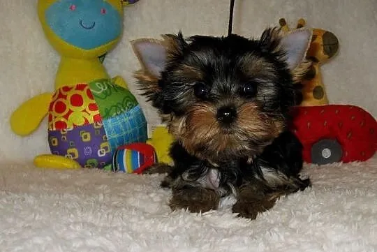 York szczeniaki , yorkshire terrier FCI, Wielkopolskie, Poznań