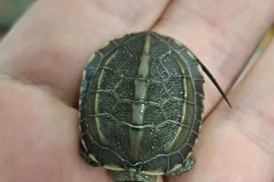 Żółw chiński (Mauremys reevesii), Małopolskie, Kraków