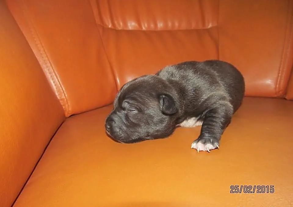 Amstaff Suczka